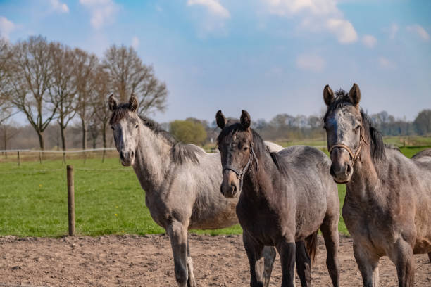 3つの灰色のジャンプ馬の種馬のサイドショットは、彼らはお互いに近いです。体の一部 - horse close up non urban scene spring ストックフォトと画像