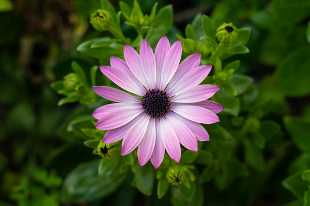 istock African daisies (Osteospermum) white and pink blossom top view 1218163201
