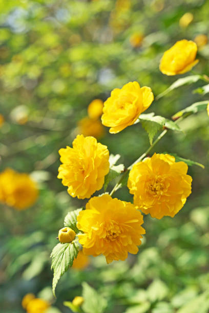 Flower of the KerriaYamabuki Flower
