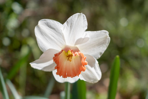 Narcissus Barrett Browning (Small cupped daffodil) flowers