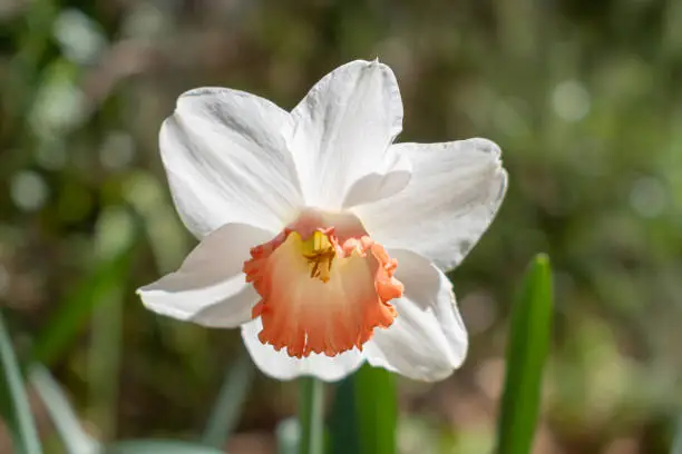 Photo of Narcissus Barrett Browning (Small cupped daffodil) flowers