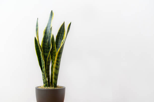 istock Sansevieria laurentii (Dracaena trifasciata, mother in law tongue, snake plant) in a pot against white background 1218164090