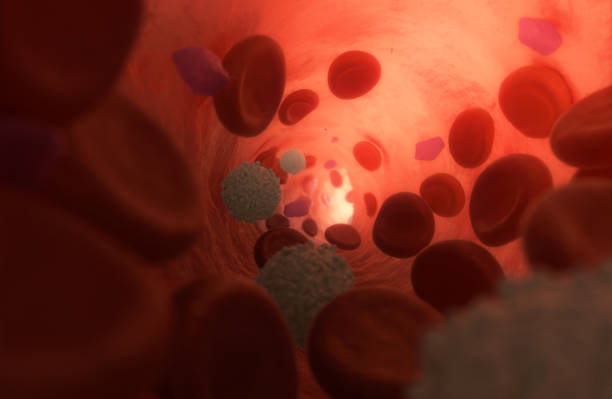 Healthy Blood Plasma with Cells flowing inside a Vein. 3d Illustration Erythrocytes (Red Blood Cells, RBC), Leucocytes (White Blood Cells, WBC) and Thrombocytes (Plateletes) streaming in blood plasma inside a vessel. The small purpleish Plateletes are in their inactivated, compact, shape (as there's nothing to fix right now). Light shining through the skin from above. Photorealistic 3d Illustration, SEM-style. human vein stock pictures, royalty-free photos & images