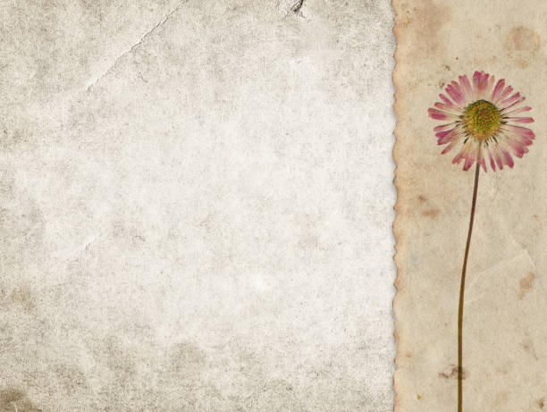 Vintage background with dry flowers on old paper texture stock photo