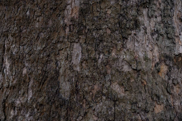 istock Great texture of the dark bark of a tree 1218166593