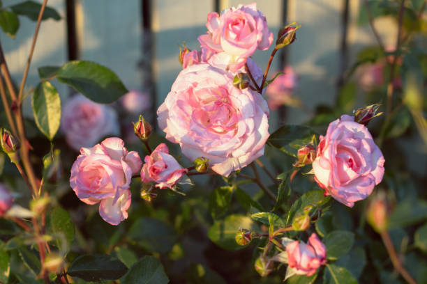 istock garden of pink roses 1218167518