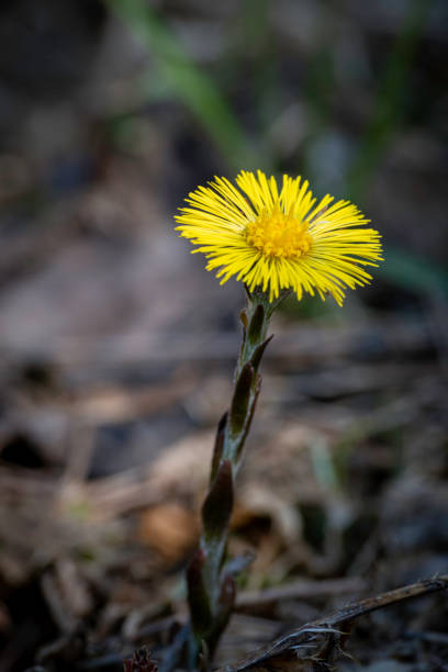 istock coltsfoot - Tussilago farfara 1218167648