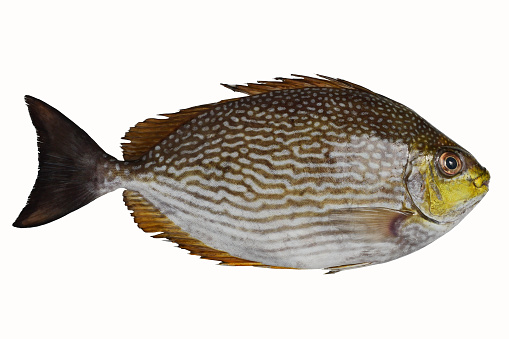 Close up Java rabbitfish or Bluespotted spinefish or Streaked spinefoot ( Siganus javus ) fish isolated on white background