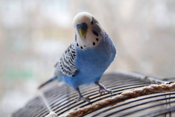 istock Blue parrots are sitting on the cage. Birds 1218170443