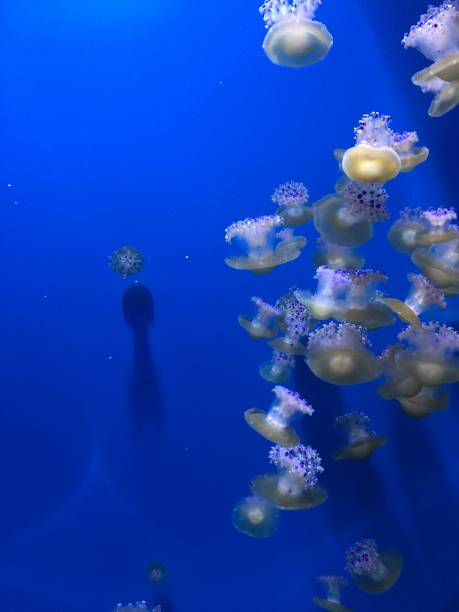 istock Group of small yellowish jellyfish. 1218170545