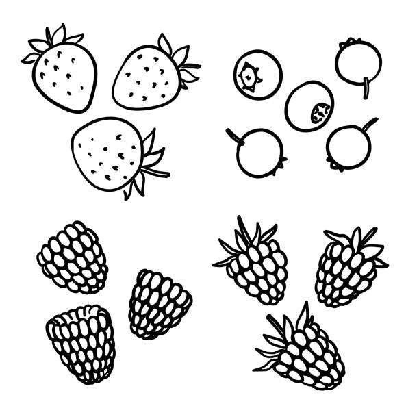 ilustraciones, imágenes clip art, dibujos animados e iconos de stock de bayas dibujadas a mano - blackberry blueberry raspberry fruit