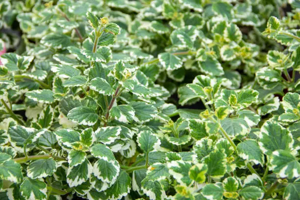 Frankincense, green plant in the garden