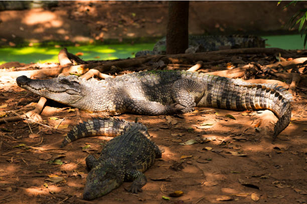 istock Image of a crocodile on the soil. Amphibian Animals. 1218172832
