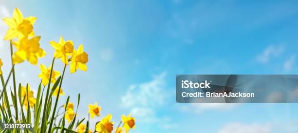 Frühlingsblume Hintergrund Narzissen Vor Einem Klaren Blauen Himmel Stockfoto und mehr Bilder von Frühling