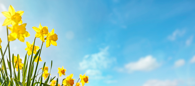 Daffodils de fondo de flor de primavera contra un cielo azul claro photo