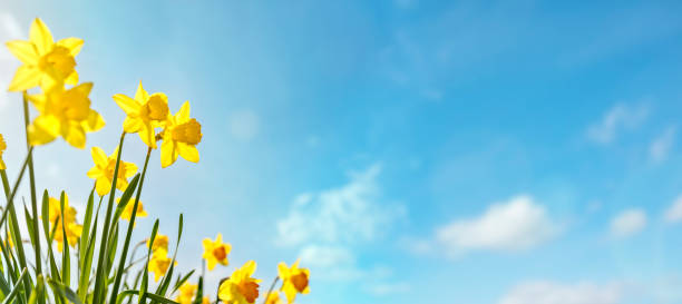 latar belakang bunga musim semi daffodils dengan langit biru cerah - musim semi potret stok, foto, & gambar bebas royalti
