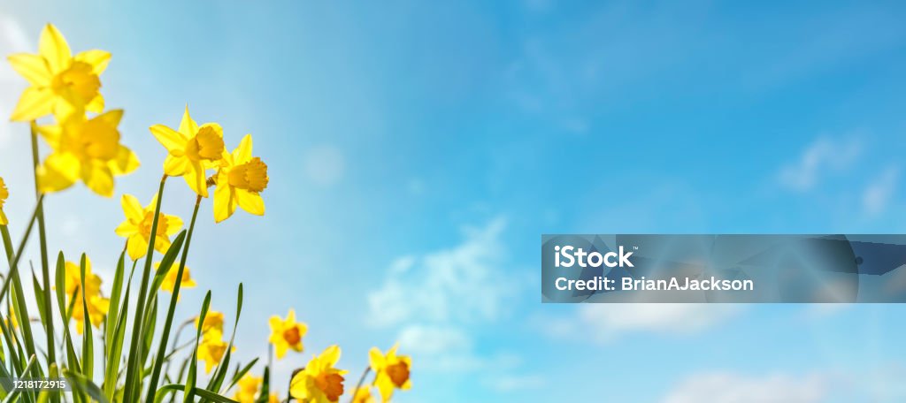 De bloemachtergrond Narcisfos van de lente tegen een duidelijke blauwe hemel - Royalty-free Lente Stockfoto