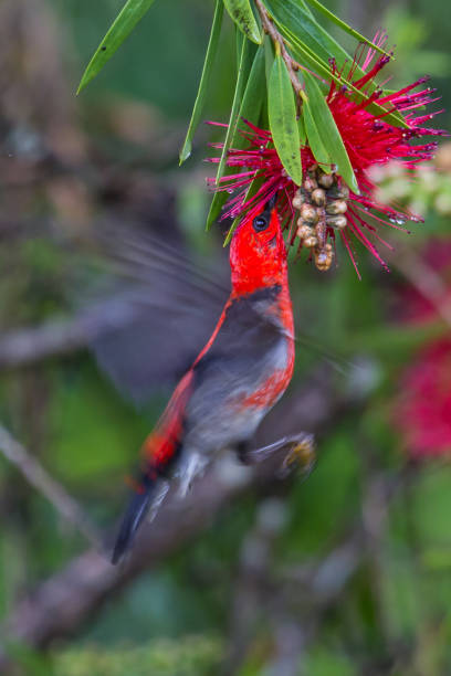 istock Scarlet Honeyeater 1218174167