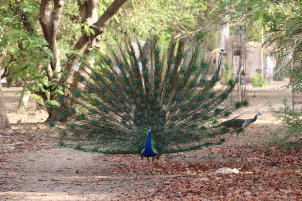 istock Beautiful male peacock with expanded feathers 1218176386
