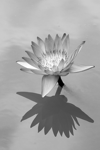 Close up of Lotus with reflection on water as black and white tone