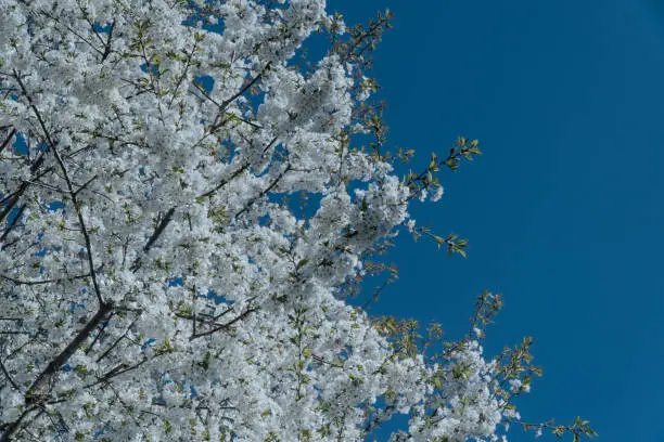 White cherry blossom tree on a sunny day in spring.