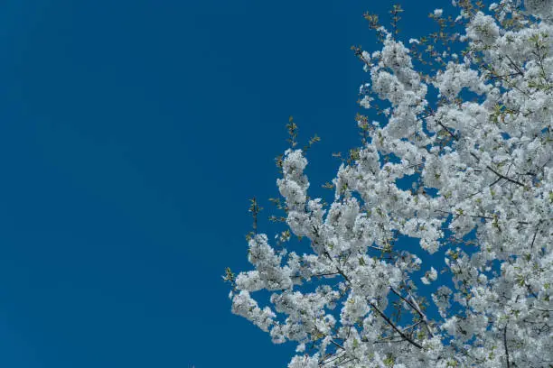 White cherry blossom tree on a sunny day in spring.