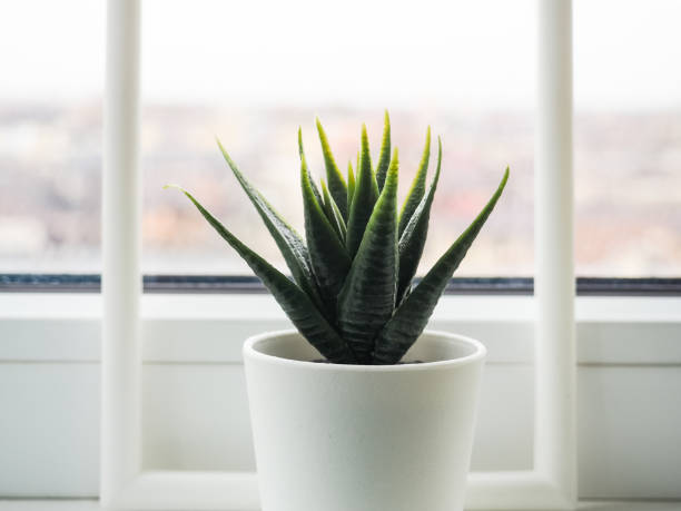 istock Green plant on the windowsill. artificial flower in a white pot on the windowsill 1218178911