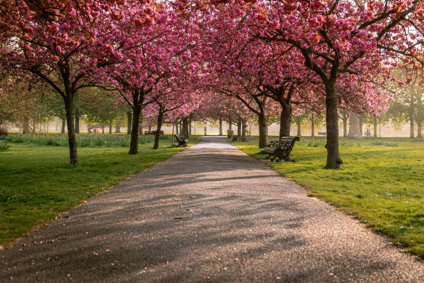istock Blossom lane in Greenwich Park 1218179915