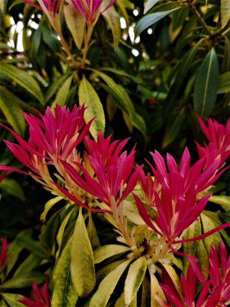 istock Garden Plants - Pieris Forest Flame 1218180172