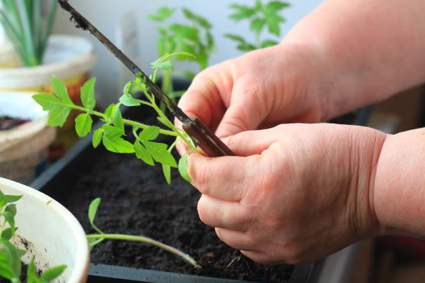 istock a woman transplants tomato seedlings into pots 1218180246