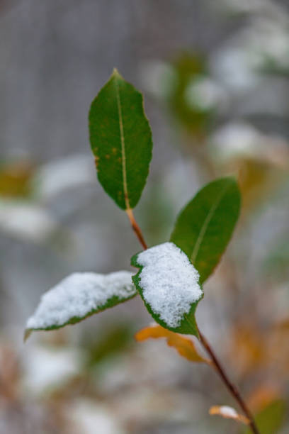Snow flakes on leafs, beginning of whinter, first snow