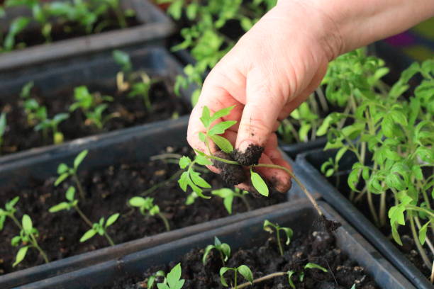 istock a woman transplants tomato seedlings into pots 1218180292