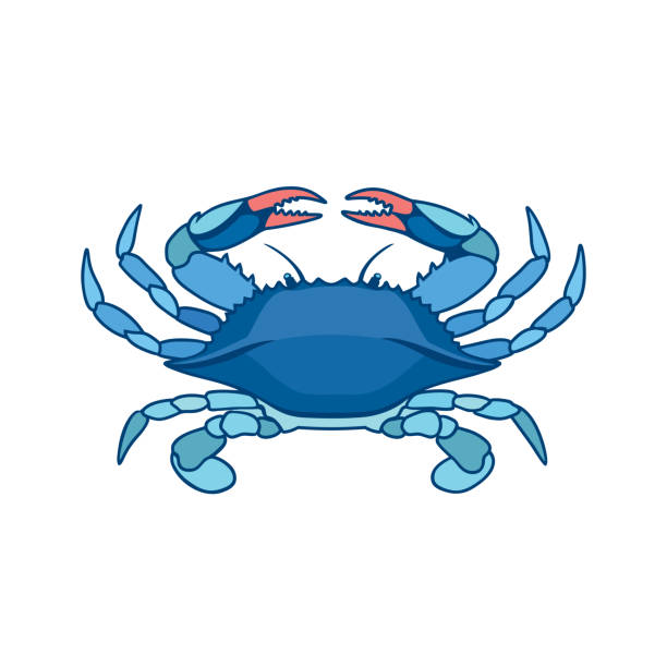 Blue crab in watercolor style Blue Crab on a white background in watercolor style. Realistic, artistic, colored drawing of a blue crab. Vector illustration. crab stock illustrations