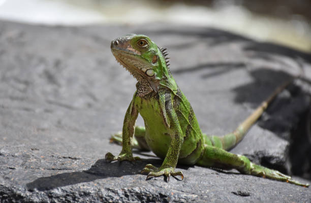 istock Green Iguana on a Rock in the Tropics 1218182816