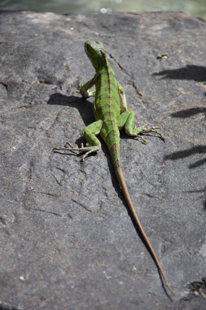istock Green Iguana on a Rock in the Tropics 1218183231