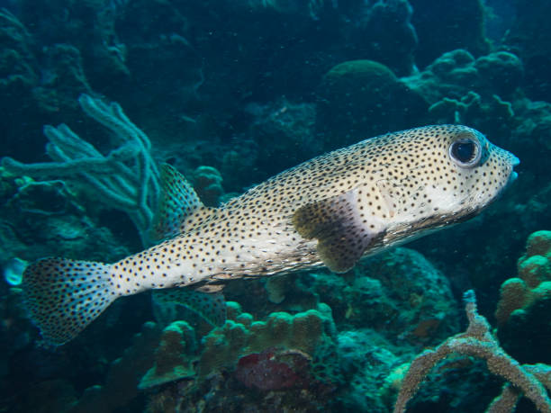 porcupinefish - porcupinefish imagens e fotografias de stock