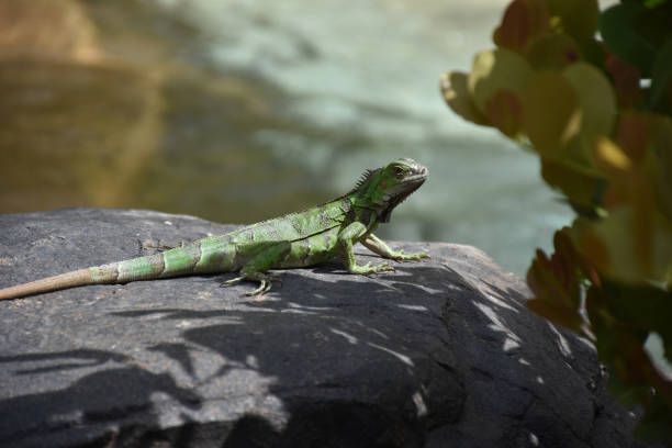 istock Green Iguana on a Rock in the Tropics 1218183320