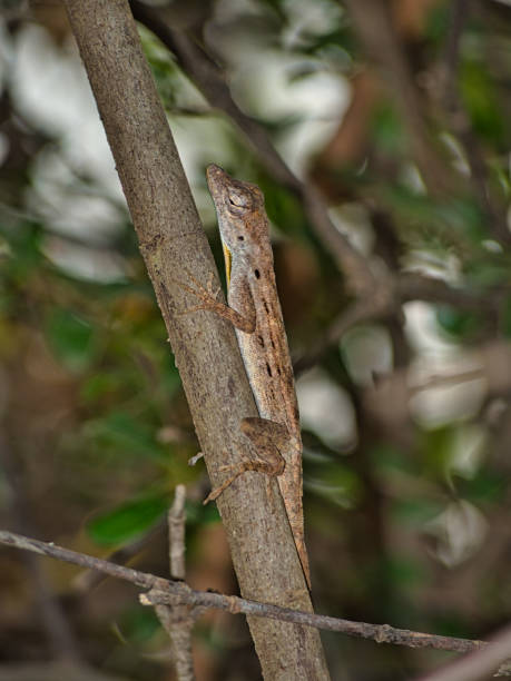 istock Striped anole (Anolis lineatus) climbing a branch 1218183566