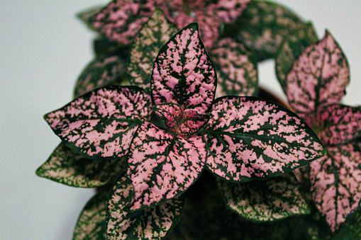 Polka dot plant closeup of pink leaves