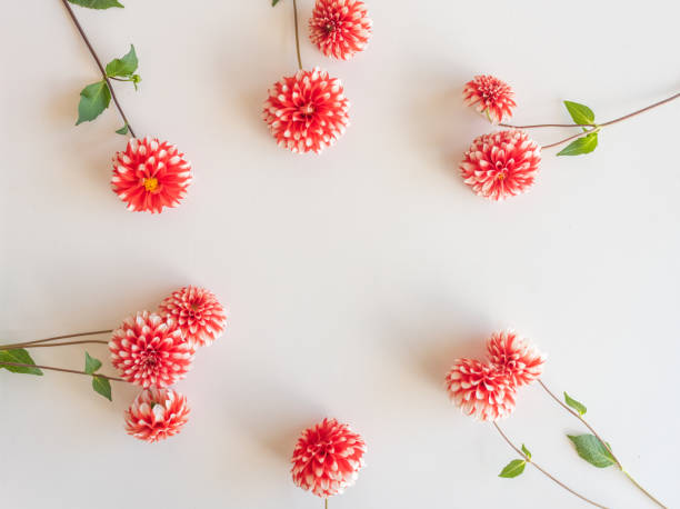 istock Red and white dahlias on white background 1218184565