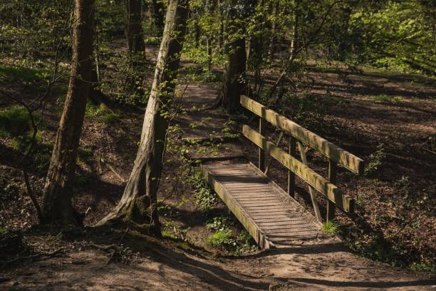 istock Woodland Forest Bridge Background Scene 1218184616