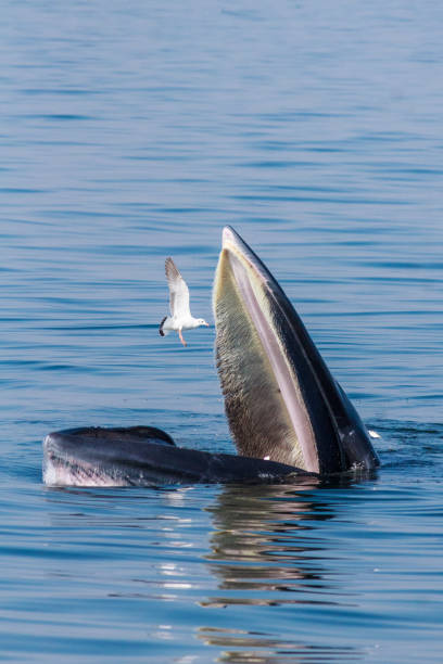 istock Whale wildlife beautiful in nature 1218185978