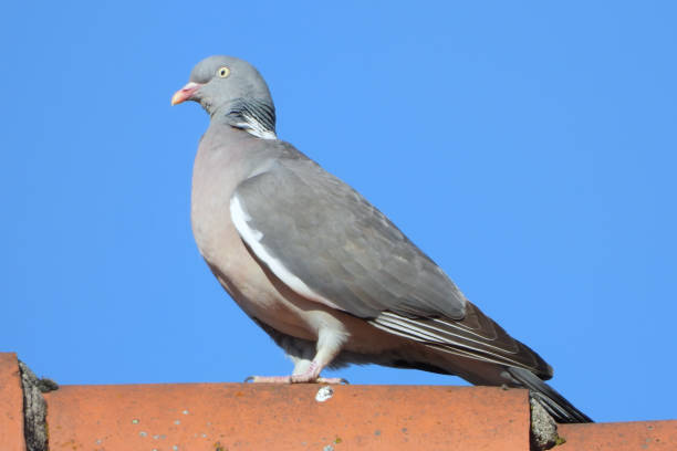 istock Ringed pigeon... WoodPigeon... 1218186204