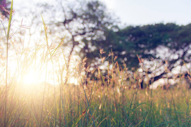 Beautiful landscape nature and sunset