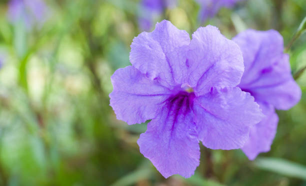 istock Purple flowers in nature 1218187536