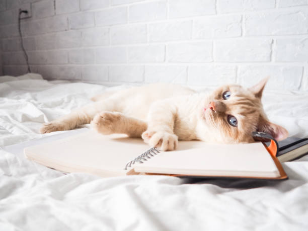 istock white red cat lying on a white bed against a brick wall, resting, freelance work from home, online profession. the cat is playing with a Notepad 1218187587