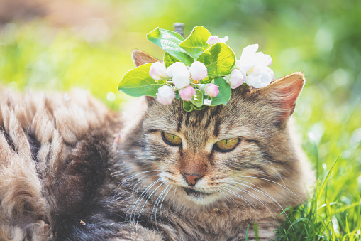 Siberian cat with flowers on the head in the spring garden