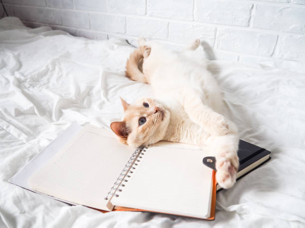 istock white red cat lying on a white bed against a brick wall, resting, freelance work from home, online profession. the cat is playing with a Notepad 1218187592