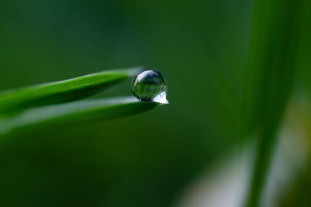 istock Macro of single dewdrop on a grass blade in spring. 1218188410