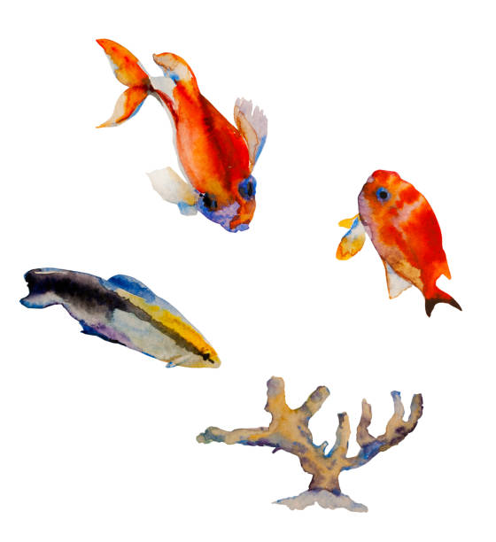 Set fo watercolor tropic fishes and coral isolated on white background. Bluestreak Cleaner Wrasse as Labroides dimidiatus, redstripe basselet and Square spot Anthias Set of watercolor tropic fishes and coral isolated on white background. Bluestreak Cleaner Wrasse as Labroides dimidiatus, redstripe basselet and Square spot Anthias hand painted saltwater reef fishes pseudanthias pleurotaenia stock illustrations